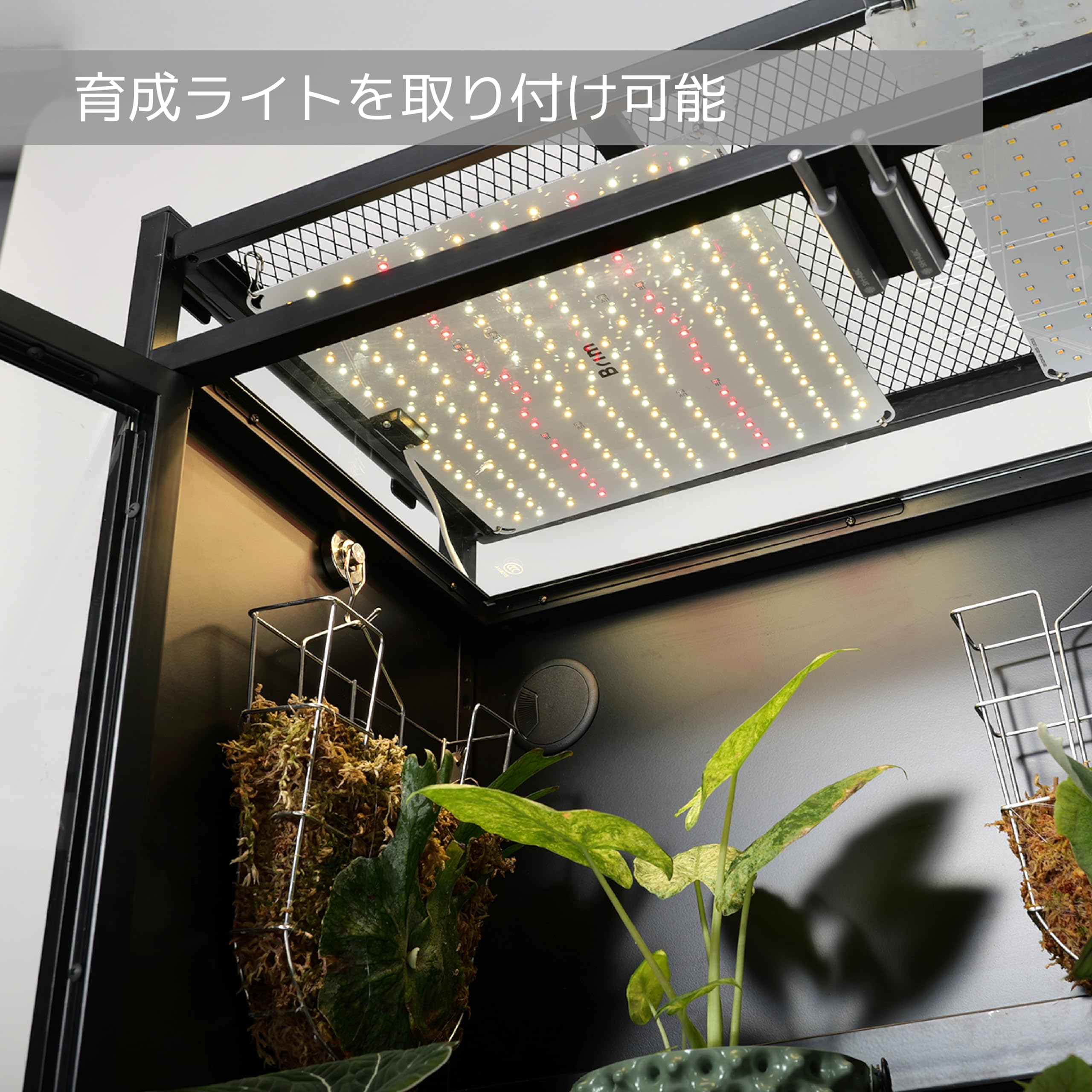 Amazon.co.jp: BIBIPLANTS(ビビプランツ) ビザールプランツラック